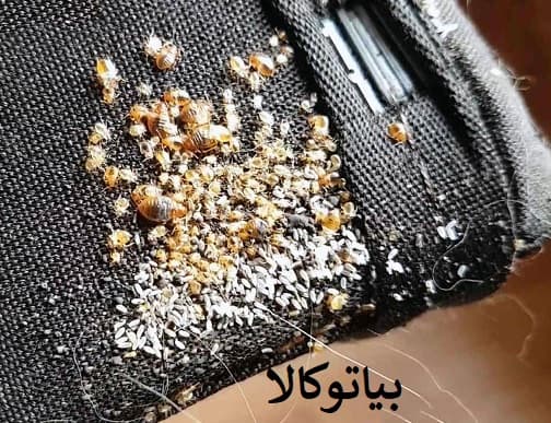 ساس در اتوبوس